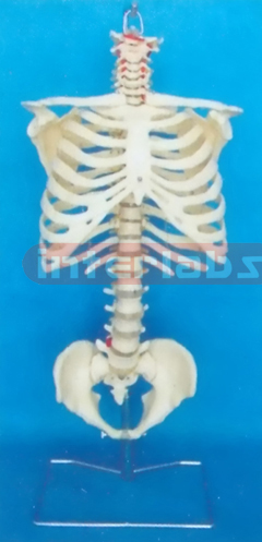 168 CM TALL VERTEBRAE, RIBCAGE AND PELVIS & FEMORAL HEADS WITH LUXURY HANGING STAND